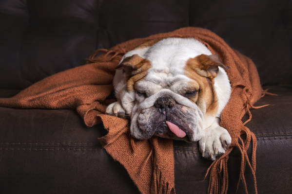 Home-alone boredom busters for dogs - keep them safe, busy