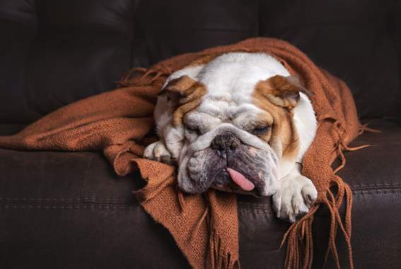 Is Your Dog Bored? What To Do When Your Dog Has Too Much Downtime 