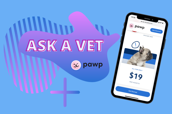 Ask A Vet: Pawp Online Vets Discuss What Your Pet Should & Shouldn't Eat