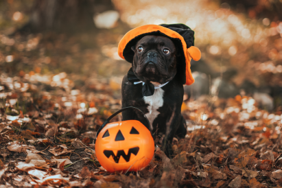 halloween-pet-safety