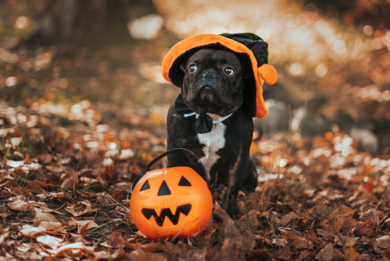 Halloween Pet Safety Tips