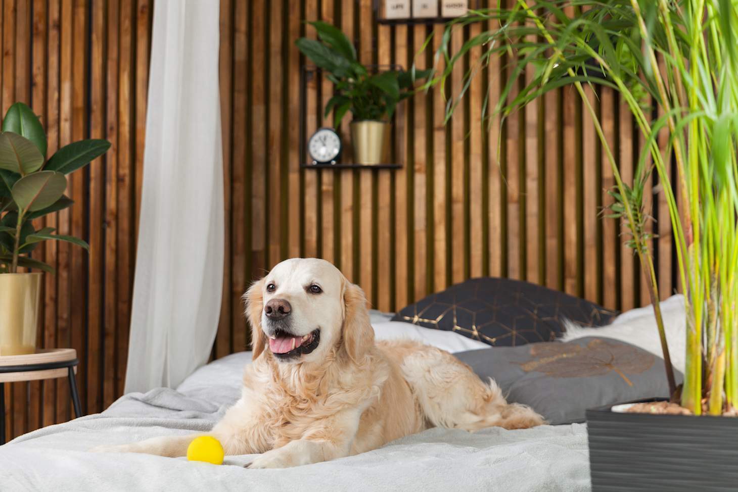 10 Best PetFriendly Hotels In San Francisco