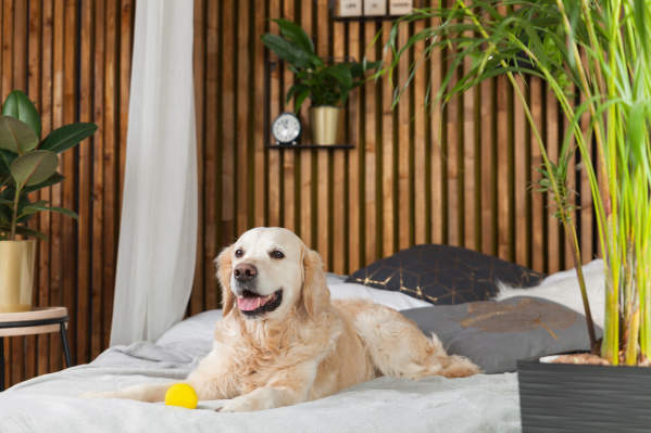 10 Best Pet-Friendly Hotels In San Francisco