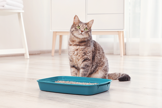 How To Train Your Cat To Use A Litter Box