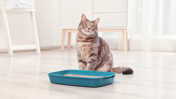 How To Train Your Cat To Use A Litter Box