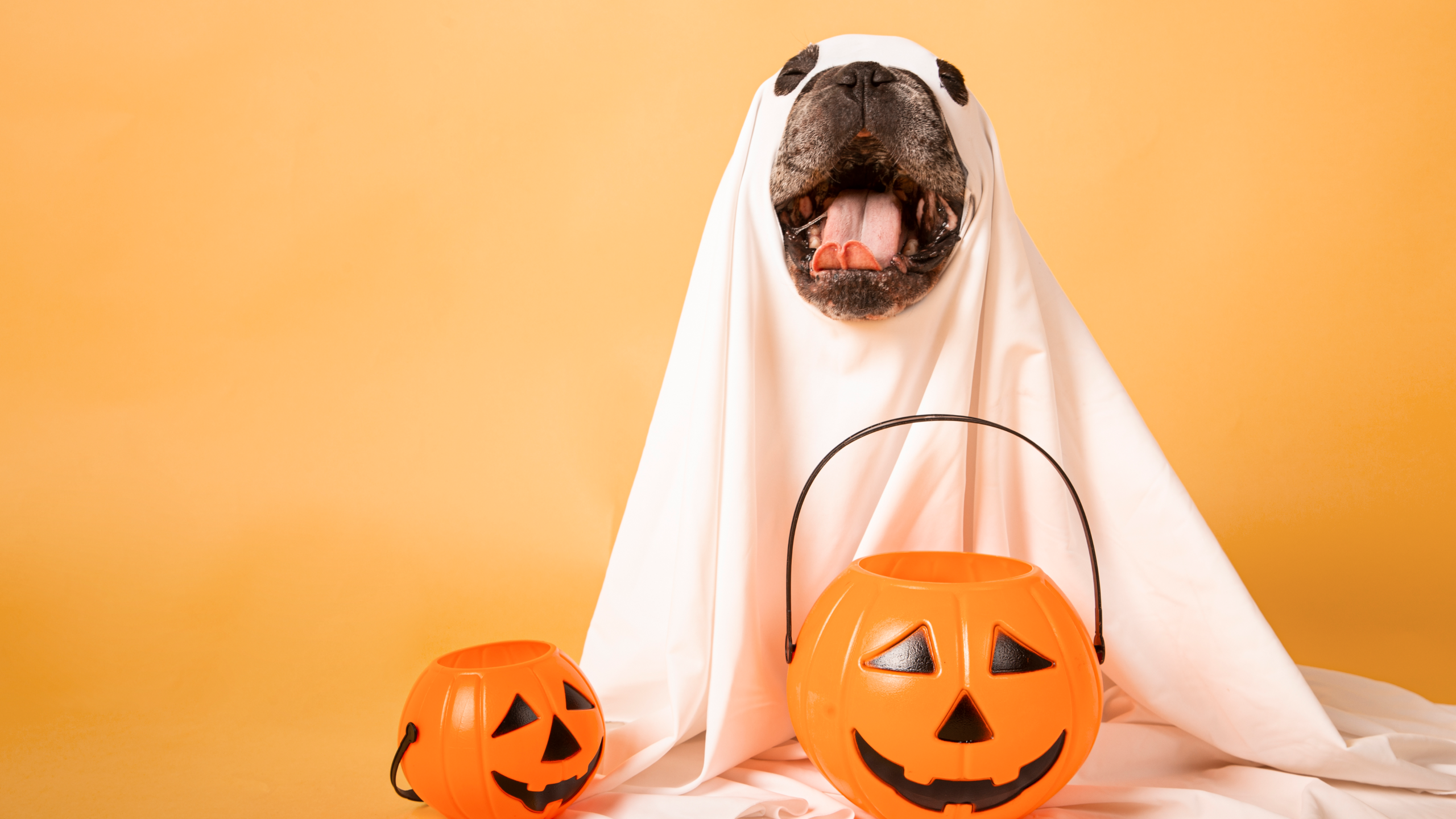 25 Cute & Funny Dog Halloween Costumes For 2025