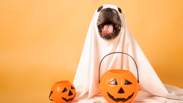 25 Cute & Funny Dog Halloween Costumes For 2024