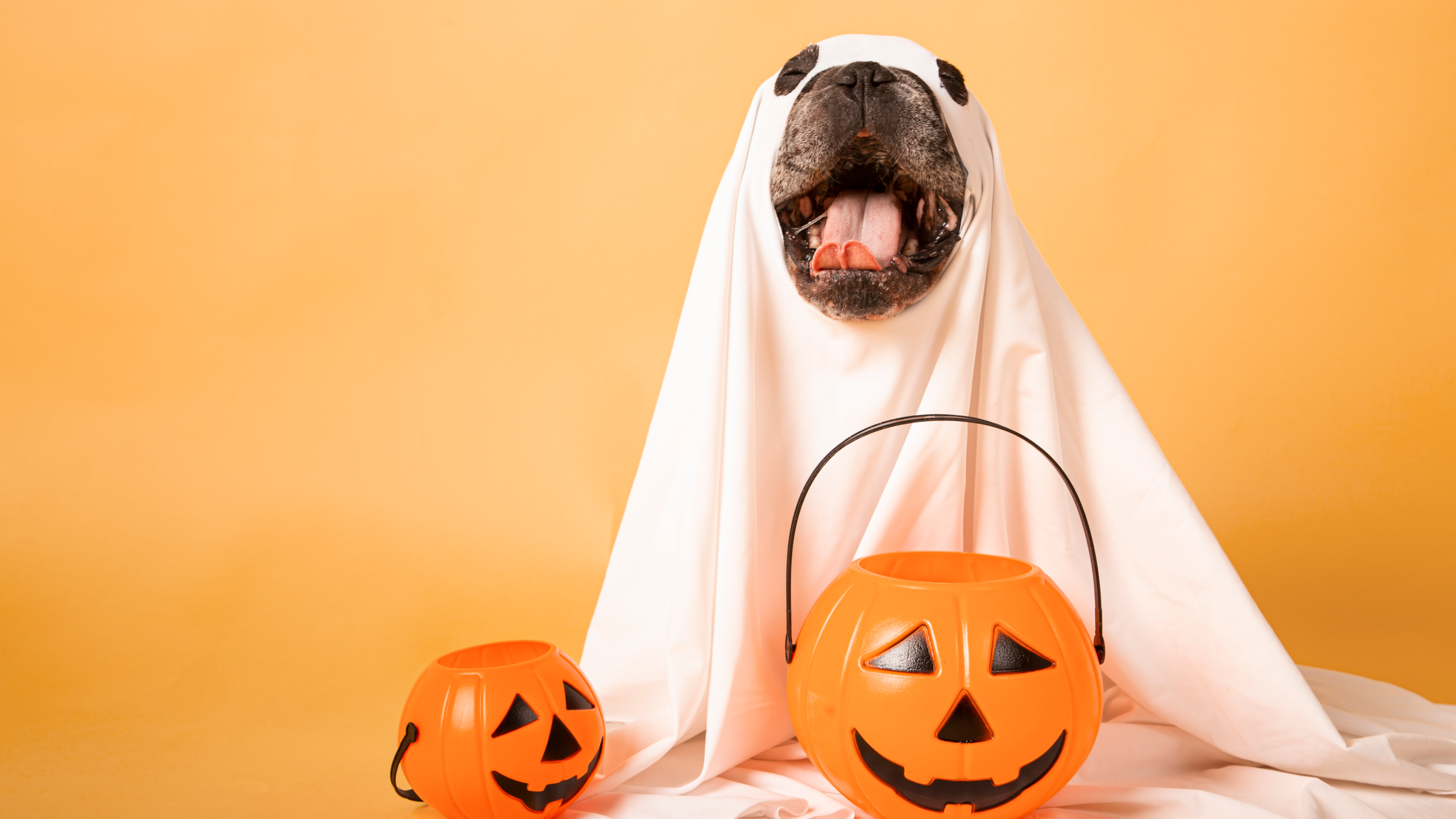 25 Cute & Funny Dog Halloween Costumes For 2021