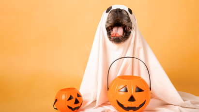 content-ghost-dog halloween costume