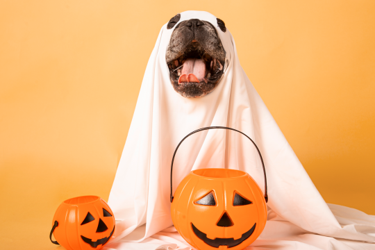 25 Cute & Funny Dog Halloween Costumes For 2023