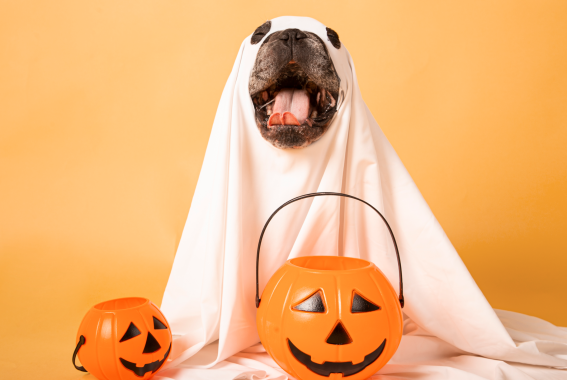 25 Cute & Funny Dog Halloween Costumes For 2024