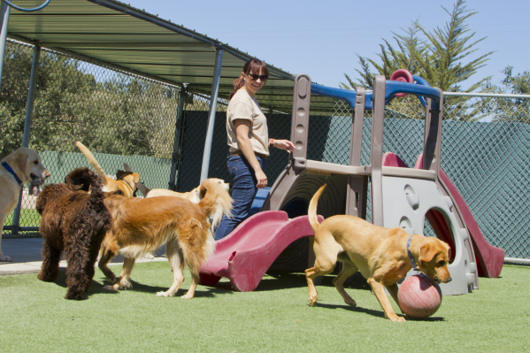 The Best Dog Daycares In Philadelphia