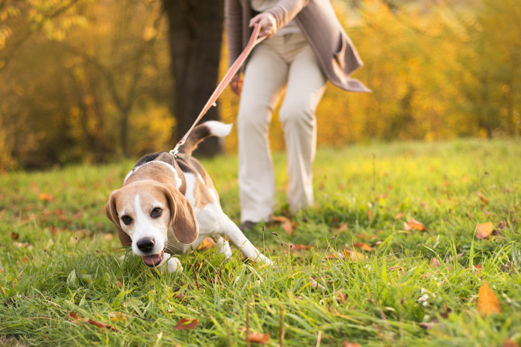 Coronavirus: How To Take Care Of Your Pet While Social Distancing