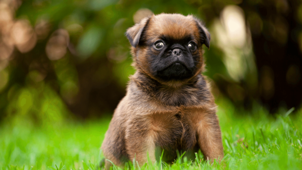 Why Does My Dog Eat Grass? Causes, Prevention & When To Worry