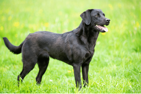 smartest dog breeds - labrador retriever - pawp