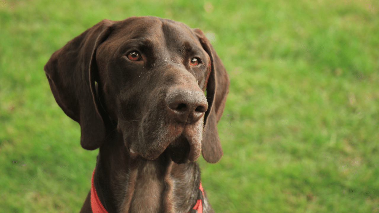 german short haired pointer - healthiest dog breeds