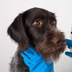 Should I Get My Dog Vaccinated? 