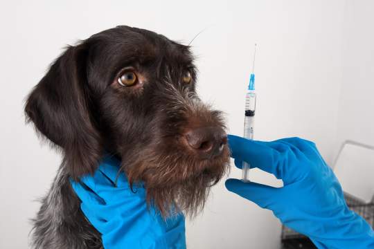 Should I Get My Dog Vaccinated? 