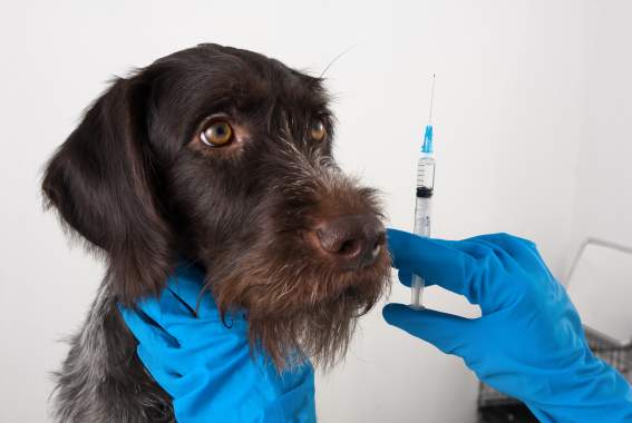 Should I Get My Dog Vaccinated? 