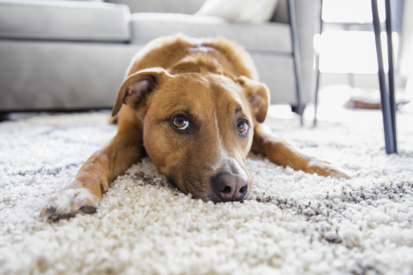 How To Help Your Rescue Pet Feel At Home