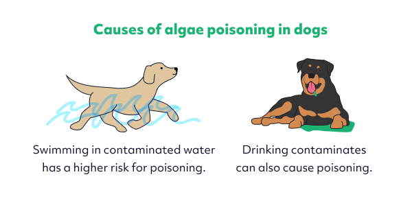 algae poisoning in dogs causes