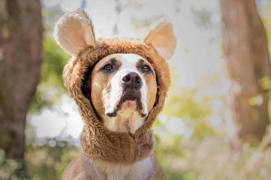 Canva - Beautiful dog portrait in bear hat photographed outdoors.