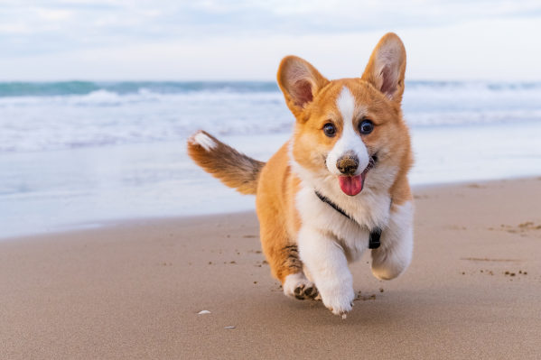 Beach Safety Tips For Pets