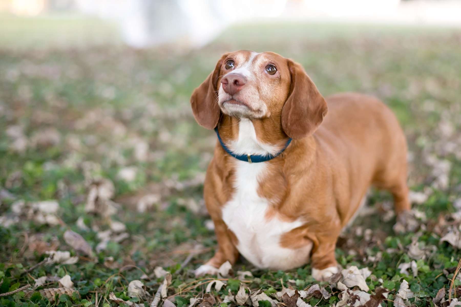 How To Tell If Your Dog Is Overweight