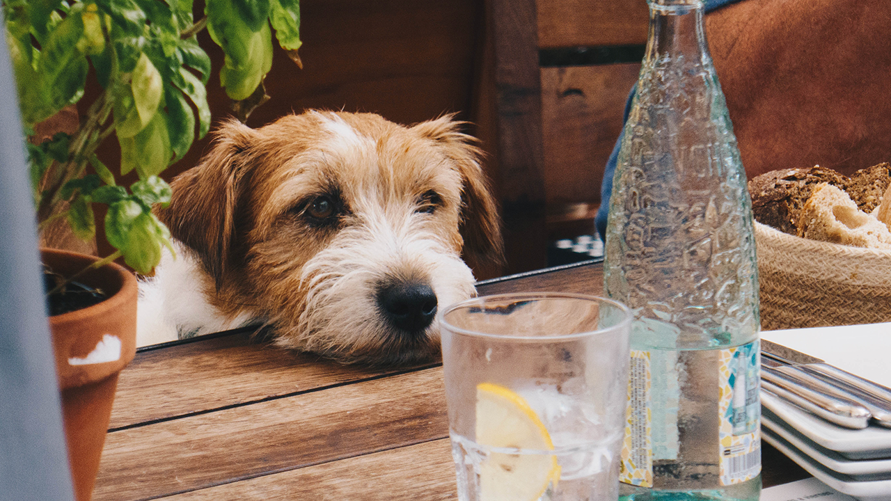 11 Toxic Foods Your Dog Should Avoid This Summer