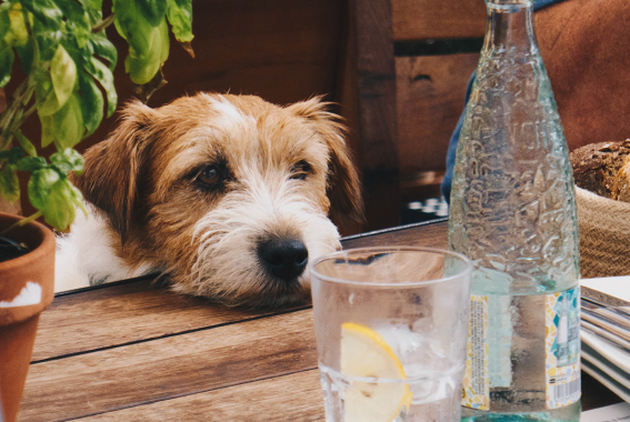 11 Toxic Foods Your Dog Should Avoid This Summer