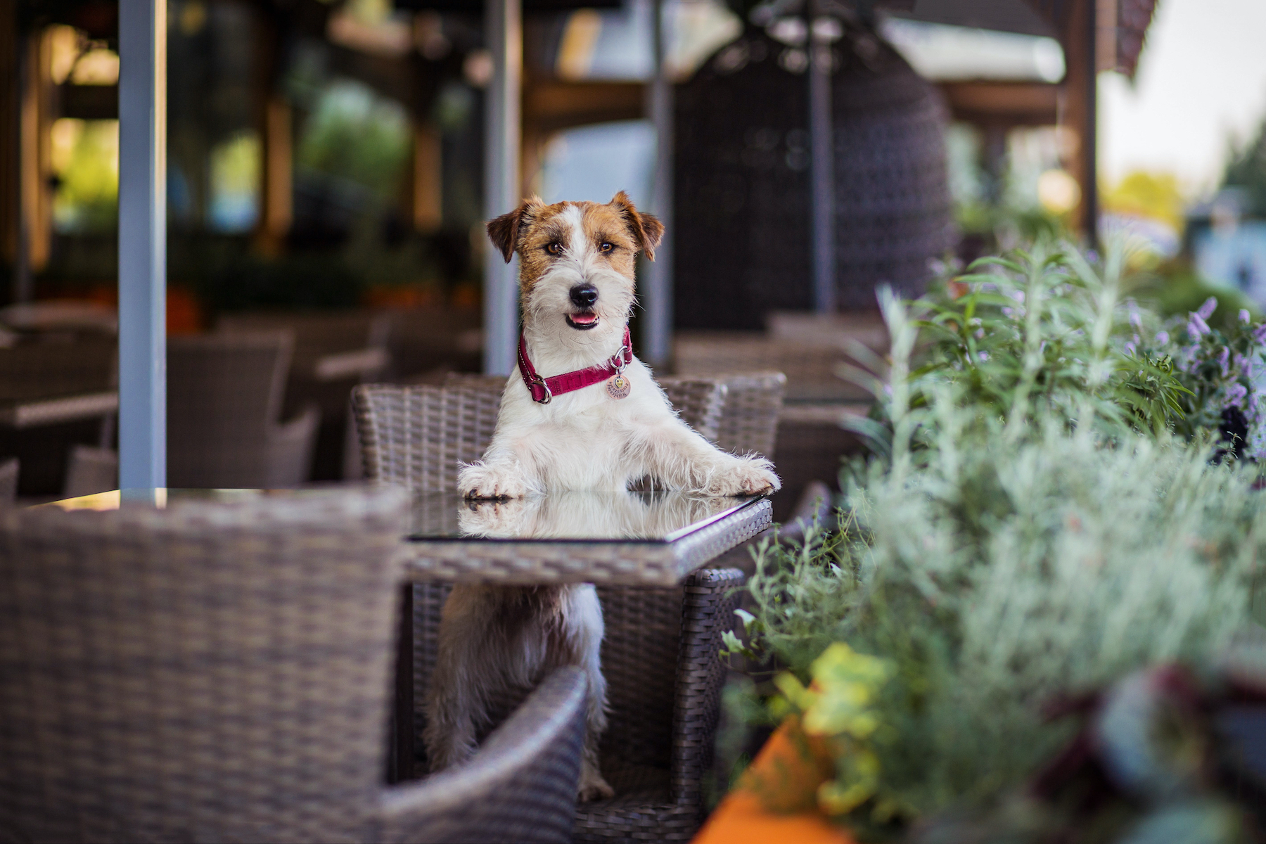 10 Pet Friendly Restaurants In NYC Where You Can Bring Your Dog   Canva   Dog At The Restaurant  1  