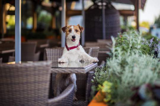 10 Pet-Friendly Restaurants In NYC Where You Can Bring Your Dog