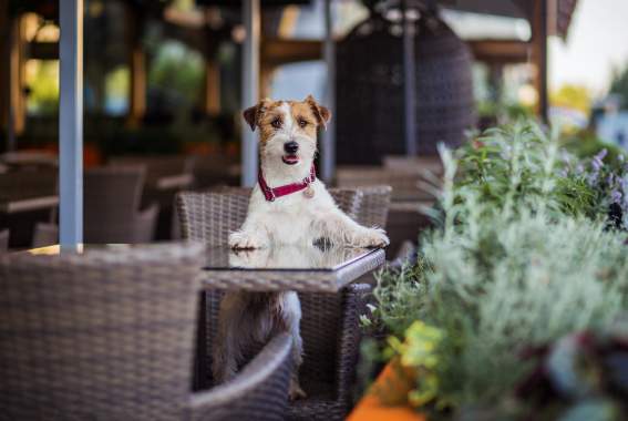 10 Pet-Friendly Restaurants In NYC Where You Can Bring Your Dog
