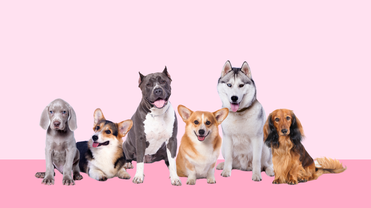 The Perfect Dog For You, According To Your Personality Type