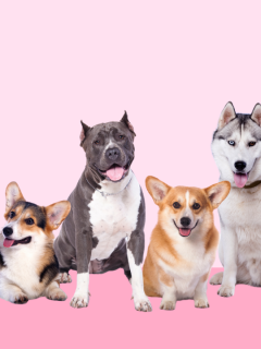 Pawp Quiz: What Dog Breed Best Fits Your Personality?