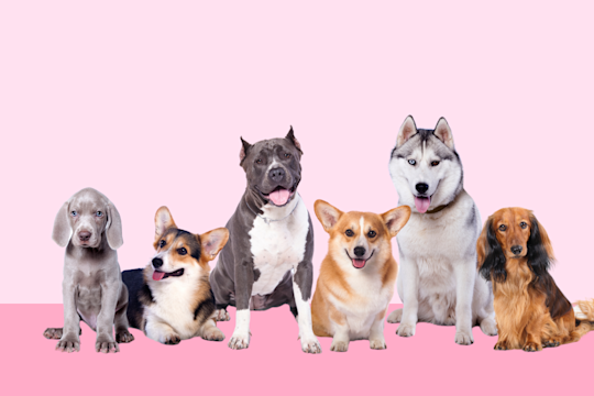 Pawp Quiz: What Dog Breed Best Fits Your Personality?