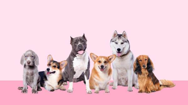 Pawp Quiz: What Dog Breed Best Fits Your Personality?