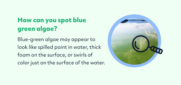 Spotting blue-Green Algae