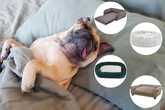 The 15 Best Quality Dog Beds For Big Dogs