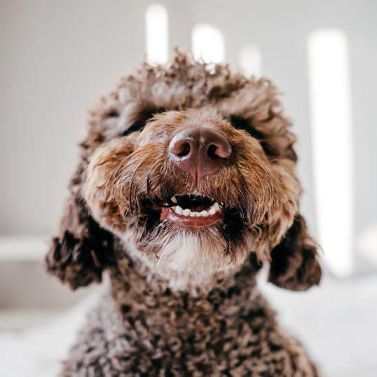 fluffy brown dog smiling