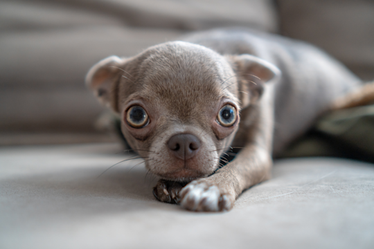 What To Do If Your Dog Ate Something Toxic