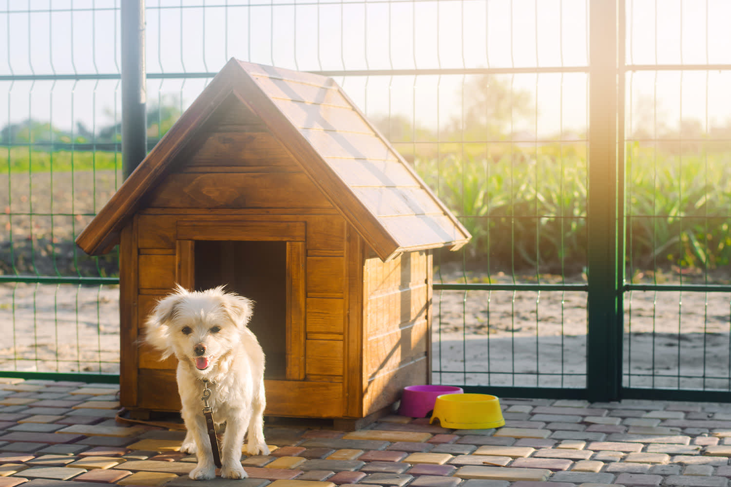 5 Dog House Training Tips That Are Essential For New Pet Owners