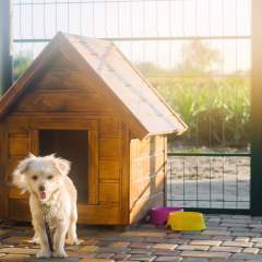 5 Dog House Training Tips That Are Essential For New Pet Owners