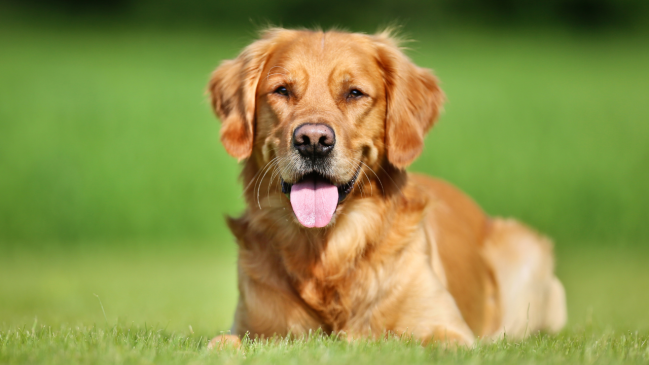 golden retriever - best dog breed for cats - Pawp