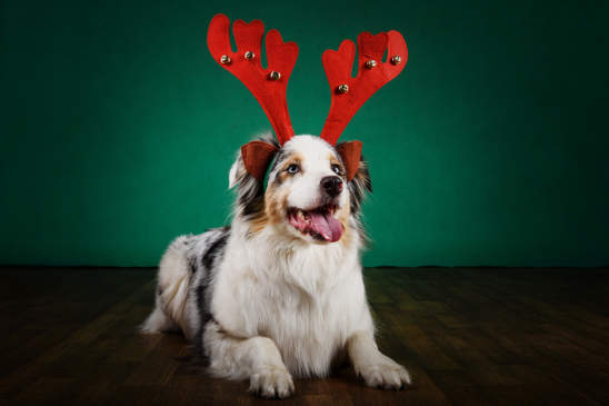 Canva - Christmas dog
