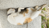 What Your Cat's Favorite Sleeping Position Says About Their Personality