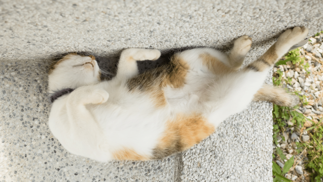 cat sleeping position - contortionist - pawp
