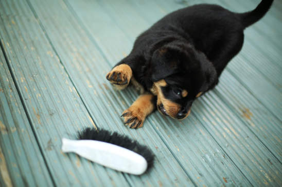 Canva - Puppy Playing with Brush