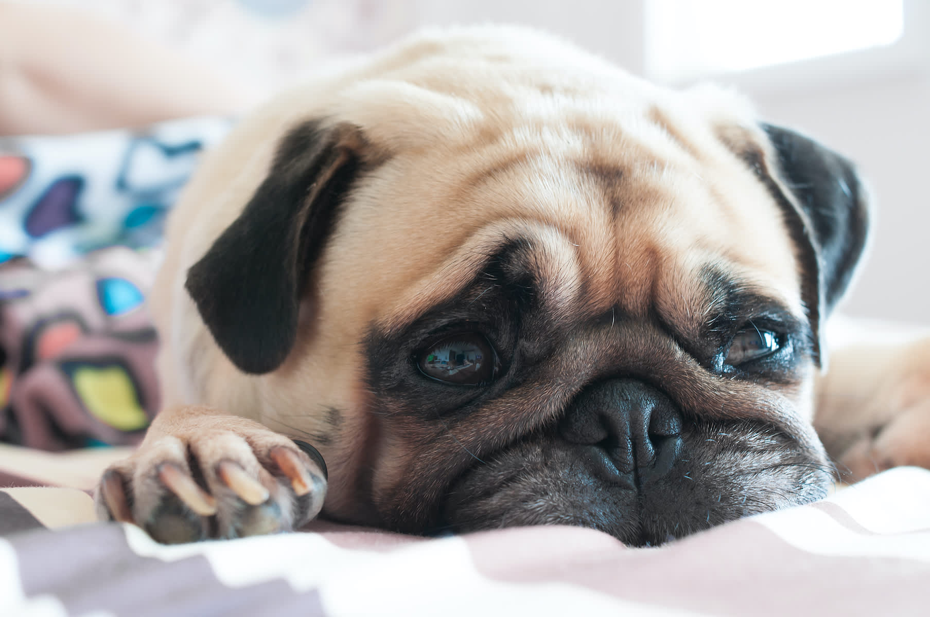 Canva - Cute pug puppy dog sleeping on the bed
