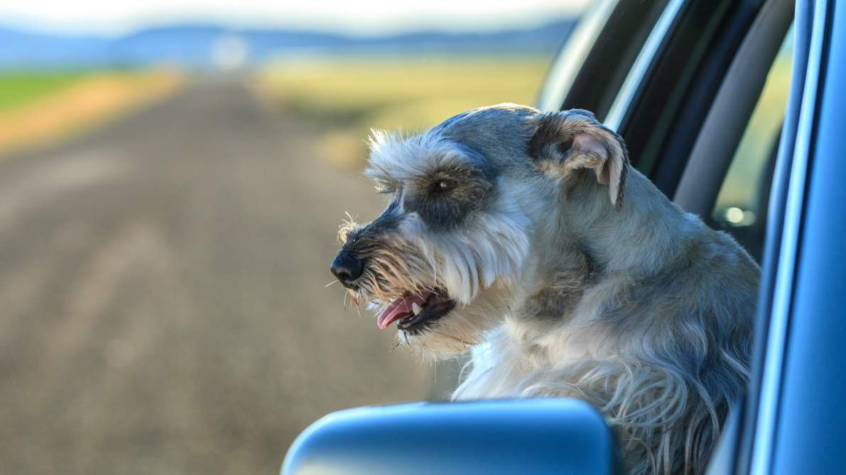 5 Tips For Dog-Friendly Road Trips